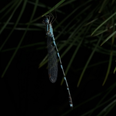 Austrolestes leda (Wandering Ringtail) at WendyM's farm at Freshwater Ck. - 3 Dec 2022 by WendyEM