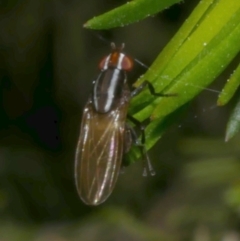 Poecilohetaerus sp. (genus) (Lauxaniid fly) at WendyM's farm at Freshwater Ck. - 4 Dec 2022 by WendyEM