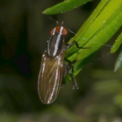 Unidentified Other true fly at Freshwater Creek, VIC - 4 Dec 2022 by WendyEM