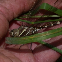 Unidentified Dragonfly (Anisoptera) at Freshwater Creek, VIC - 4 Dec 2022 by WendyEM