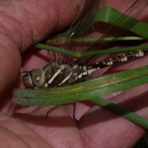 Adversaeschna brevistyla at WendyM's farm at Freshwater Ck. - 4 Dec 2022 02:00 PM