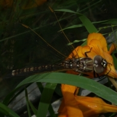 Adversaeschna brevistyla at WendyM's farm at Freshwater Ck. - 4 Dec 2022 02:00 PM