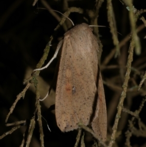 Mythimna (Pseudaletia) convecta at WendyM's farm at Freshwater Ck. - 5 Dec 2022 09:59 PM