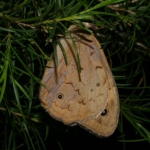 Heteronympha merope at WendyM's farm at Freshwater Ck. - 5 Dec 2022 10:01 PM