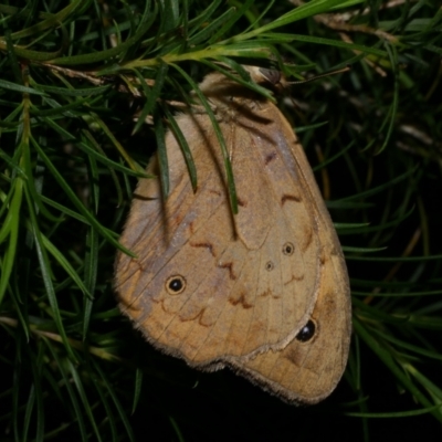 Heteronympha merope (Common Brown Butterfly) at WendyM's farm at Freshwater Ck. - 5 Dec 2022 by WendyEM