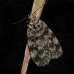 Barea (genus) (A concealer moth) at WendyM's farm at Freshwater Ck. - 6 Dec 2022 by WendyEM