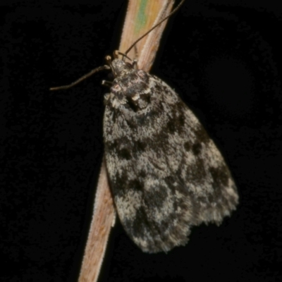 Barea (genus) (A concealer moth) at Freshwater Creek, VIC - 6 Dec 2022 by WendyEM