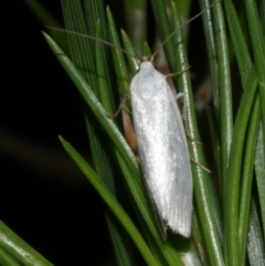 Xyloryctidae (family) at Freshwater Creek, VIC - 6 Dec 2022 by WendyEM