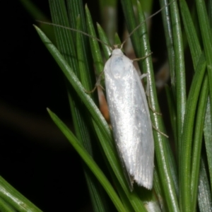 Xyloryctidae (family) at WendyM's farm at Freshwater Ck. - 6 Dec 2022