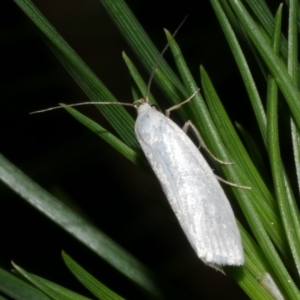 Xyloryctidae (family) at WendyM's farm at Freshwater Ck. - 6 Dec 2022