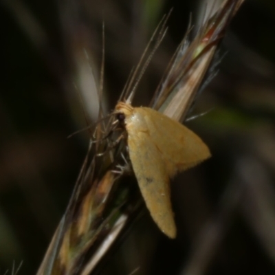 Aeolothapsa malacella (A Concealer moth) at Freshwater Creek, VIC - 8 Dec 2022 by WendyEM
