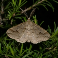 Syneora fractata (Ennominae) at Freshwater Creek, VIC - 8 Dec 2022 by WendyEM