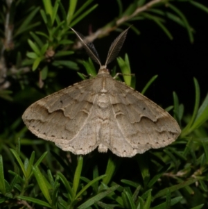 Syneora fractata at WendyM's farm at Freshwater Ck. - 8 Dec 2022 10:16 PM