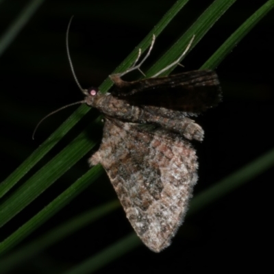 Phrissogonus laticostata (Apple looper moth) at Freshwater Creek, VIC - 8 Dec 2022 by WendyEM