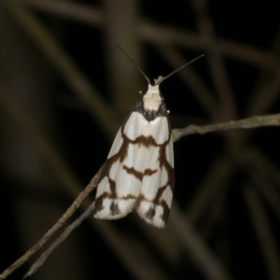 Chiriphe dichotoma (Reticulated Footman) at Freshwater Creek, VIC - 8 Dec 2022 by WendyEM