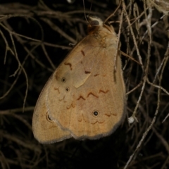 Heteronympha merope (Common Brown Butterfly) at Freshwater Creek, VIC - 8 Dec 2022 by WendyEM