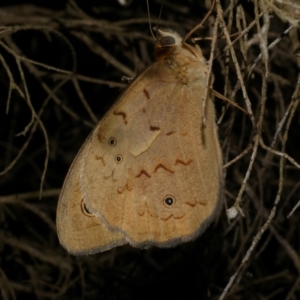 Heteronympha merope at WendyM's farm at Freshwater Ck. - 8 Dec 2022 10:21 PM