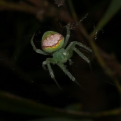 Araneus circulissparsus (species group) at WendyM's farm at Freshwater Ck. - 8 Dec 2022 by WendyEM