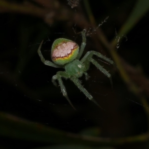 Araneus circulissparsus (species group) at WendyM's farm at Freshwater Ck. - 8 Dec 2022