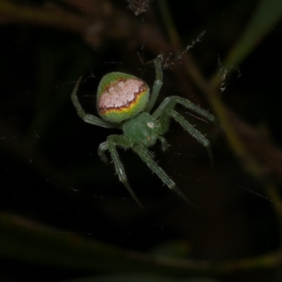 Araneus circulissparsus (species group) at Freshwater Creek, VIC - 8 Dec 2022 by WendyEM