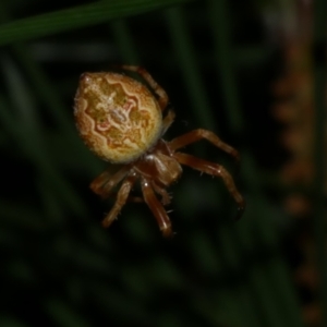 Araneus hamiltoni at WendyM's farm at Freshwater Ck. - 8 Dec 2022 10:39 PM