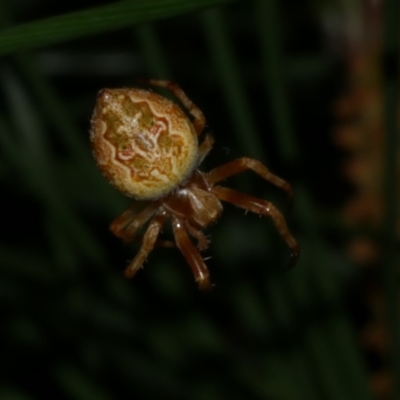 Araneus hamiltoni at Freshwater Creek, VIC - 8 Dec 2022 by WendyEM