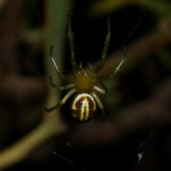 Deliochus zelivira (Messy Leaf Curling Spider) at WendyM's farm at Freshwater Ck. - 8 Dec 2022 by WendyEM