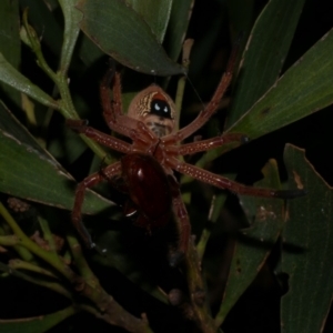 Neosparassus diana at WendyM's farm at Freshwater Ck. - 8 Dec 2022 10:51 PM