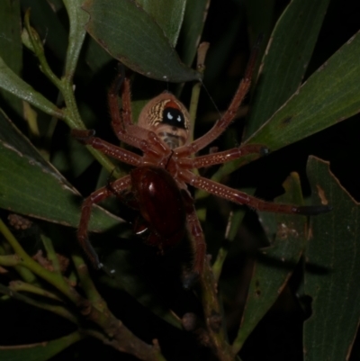 Neosparassus diana at Freshwater Creek, VIC - 8 Dec 2022 by WendyEM