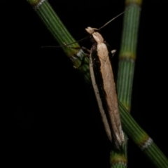 Macrenches clerica (Gelechiidae) at WendyM's farm at Freshwater Ck. - 9 Dec 2022 by WendyEM