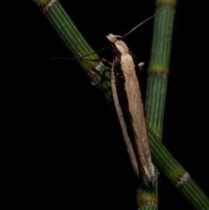 Macrenches clerica at WendyM's farm at Freshwater Ck. - 9 Dec 2022 10:43 PM