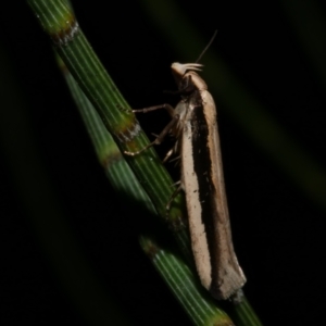 Macrenches clerica at WendyM's farm at Freshwater Ck. - 9 Dec 2022