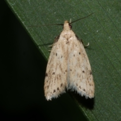 Atalopsis heniocha (A concealer moth) at WendyM's farm at Freshwater Ck. - 9 Dec 2022 by WendyEM