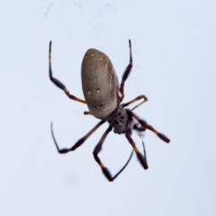 Trichonephila edulis (Golden orb weaver) at Strathnairn, ACT - 7 Feb 2024 by KorinneM