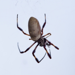 Trichonephila edulis at Woodstock Nature Reserve - 7 Feb 2024