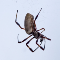 Trichonephila edulis at Woodstock Nature Reserve - 7 Feb 2024