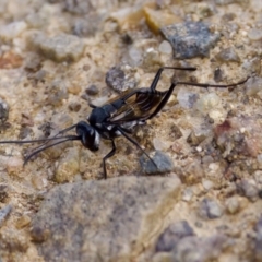 Evaniidae (family) (Hatchet wasp) at Strathnairn, ACT - 7 Feb 2024 by KorinneM