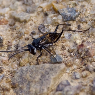 Evaniidae (family) (Hatchet wasp) at Woodstock Nature Reserve - 7 Feb 2024 by KorinneM