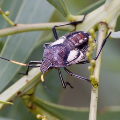 Poecilometis sp. (genus) (A Gum Tree Shield Bug) at Strathnairn, ACT - 7 Feb 2024 by KorinneM