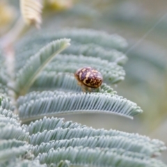 Paropsis pictipennis (Tea-tree button beetle) at Strathnairn, ACT - 7 Feb 2024 by KorinneM