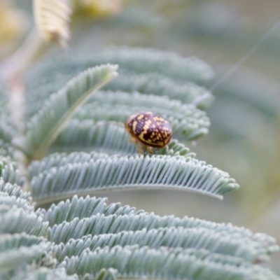 Paropsis pictipennis (Tea-tree button beetle) at Strathnairn, ACT - 7 Feb 2024 by KorinneM