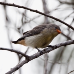 Dicaeum hirundinaceum (Mistletoebird) at Strathnairn, ACT - 7 Feb 2024 by KorinneM