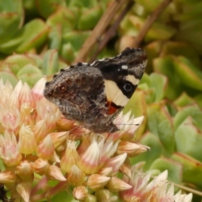 Vanessa itea (Yellow Admiral) at Freshwater Creek, VIC - 8 Dec 2022 by WendyEM