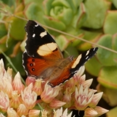 Vanessa itea at WendyM's farm at Freshwater Ck. - 9 Dec 2022