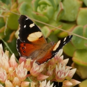 Vanessa itea at WendyM's farm at Freshwater Ck. - 9 Dec 2022