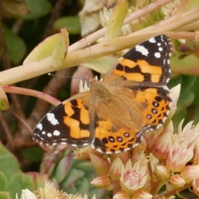 Vanessa kershawi (Australian Painted Lady) at Freshwater Creek, VIC - 8 Dec 2022 by WendyEM