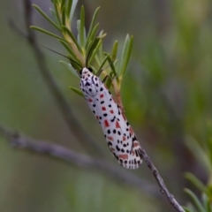 Utetheisa pulchelloides (Heliotrope Moth) at Strathnairn, ACT - 7 Feb 2024 by KorinneM