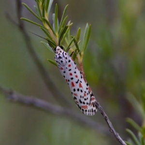 Utetheisa pulchelloides at Woodstock Nature Reserve - 7 Feb 2024