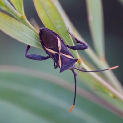 Mictis profana (Crusader Bug) at Woodstock Nature Reserve - 7 Feb 2024 by KorinneM