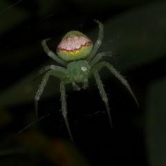 Araneus circulissparsus (species group) (Speckled Orb-weaver) at WendyM's farm at Freshwater Ck. - 9 Dec 2022 by WendyEM